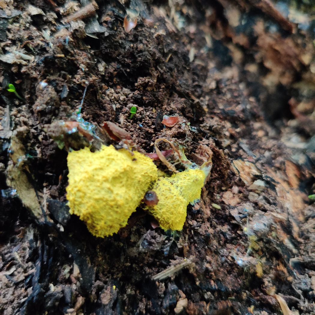 Photo by Claire Williams Fuligo septica var. flava by Claire Williams